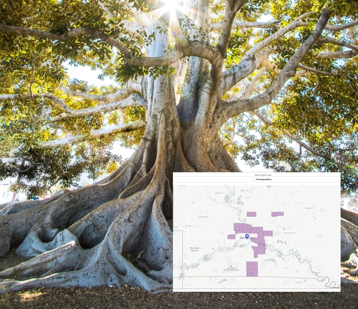 Tall tree with an inset map
