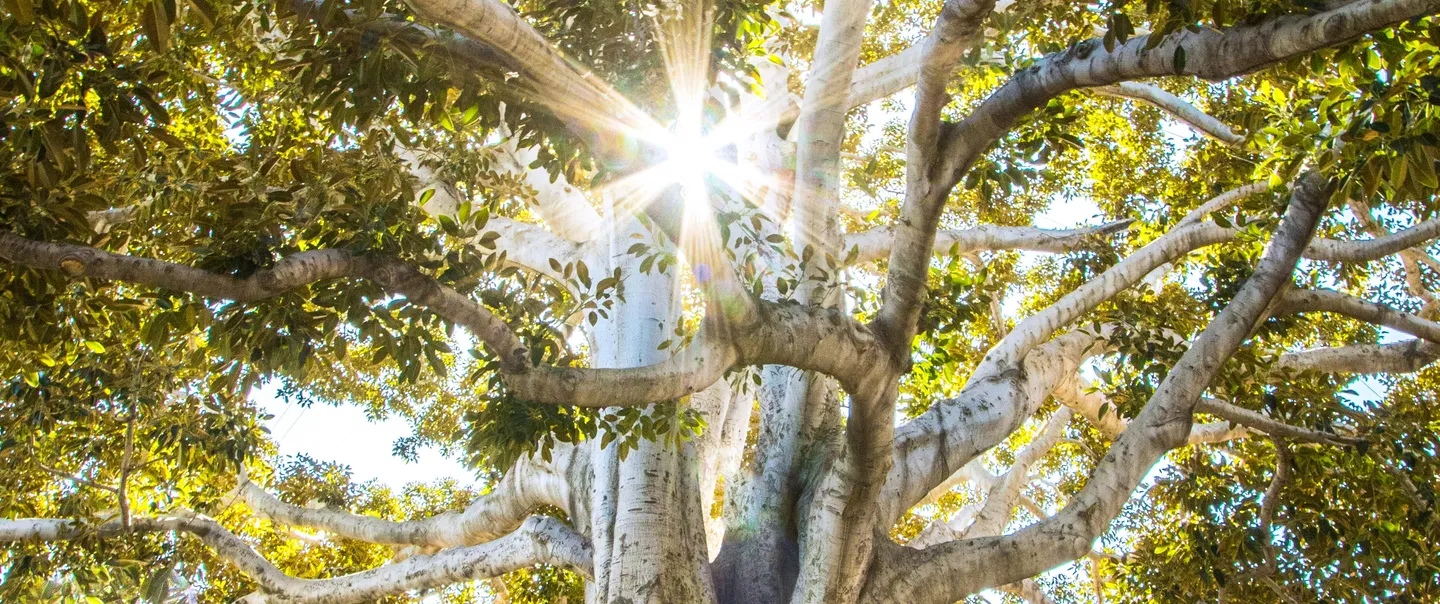 Tall tree with sunlight behind